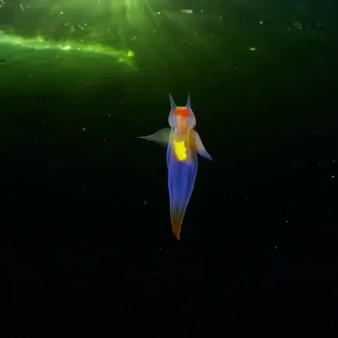 🔥This creature known as a sea angel (Clione sp.) hovering under ice in the White Sea, Russia (video by Alexander Semenov).