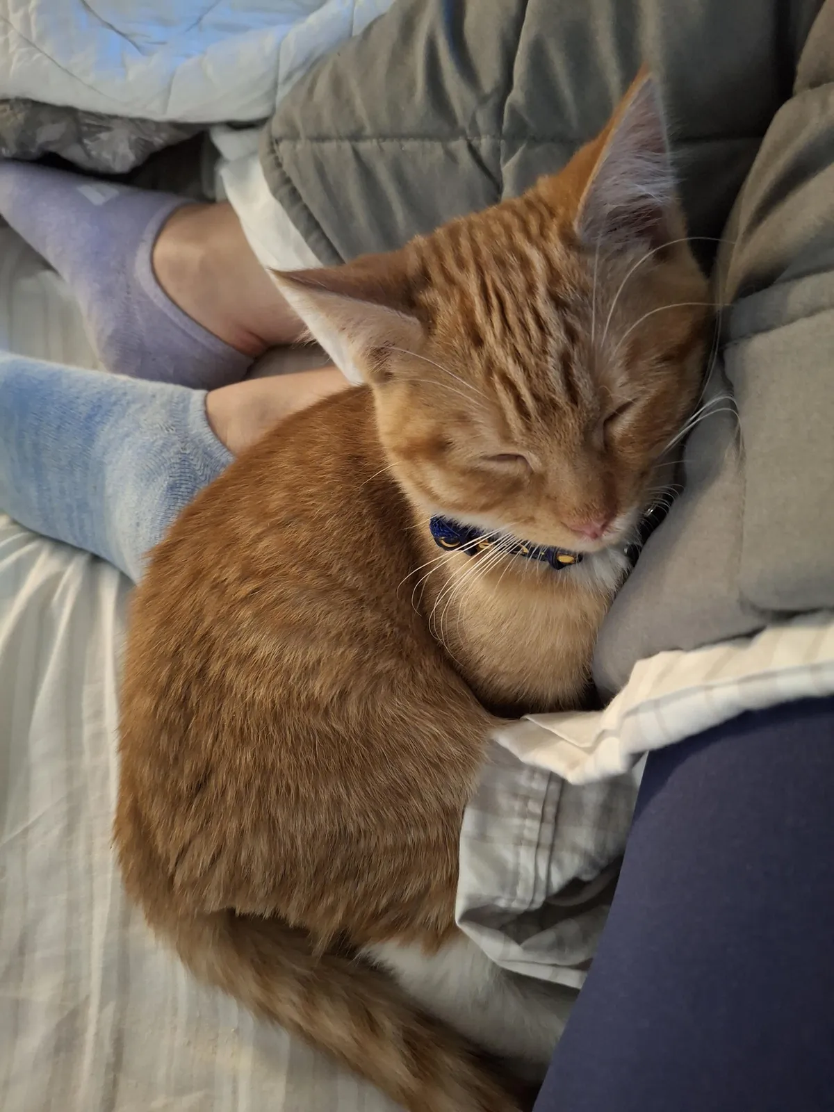 I picked him up this morning. He's my first kitten ever. Everyone, meet Max.