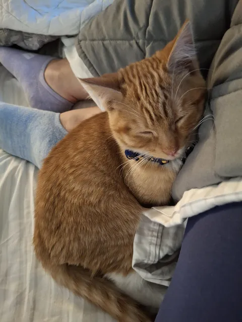 I picked him up this morning. He's my first kitten ever. Everyone, meet Max.