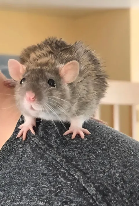 Jimily &amp; friends rat photos dump!