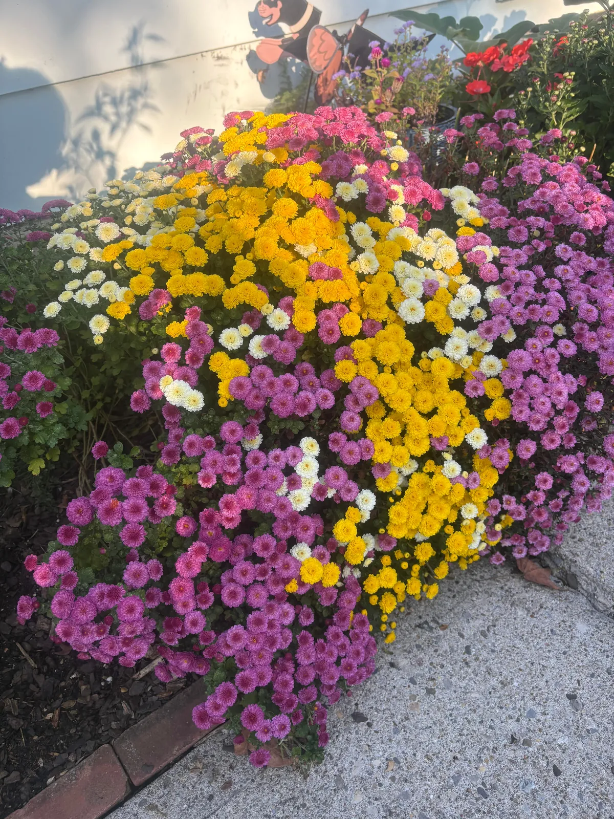 Planted mums in the ground last fall and they have quadrupled in size!!!
