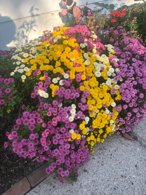 Planted mums in the ground last fall and they have quadrupled in size!!!