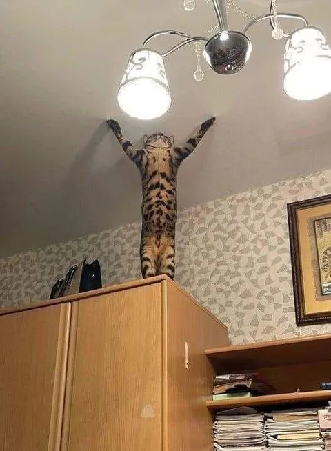 Now I am the king of this room