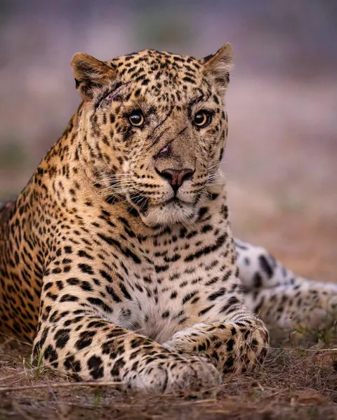 🔥 photographer Marlon du Toit catches a true survivor in his prime, a magnificent male leopard proudly displaying the battle scars of a warrior's life. Jawai, India