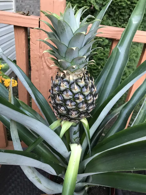I grew this pineapple please clap