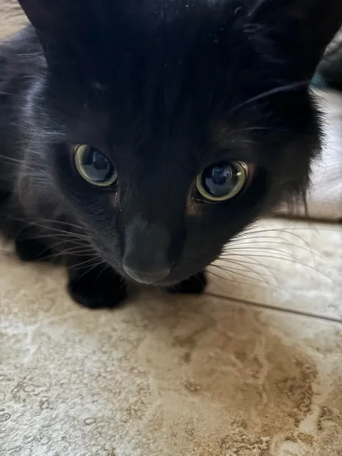 I lost my Lapis last night💔