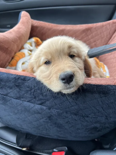 POV: You just finished your first vet appointment