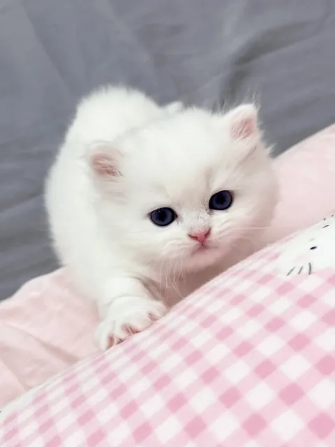 Hey, do you have time to play with me?