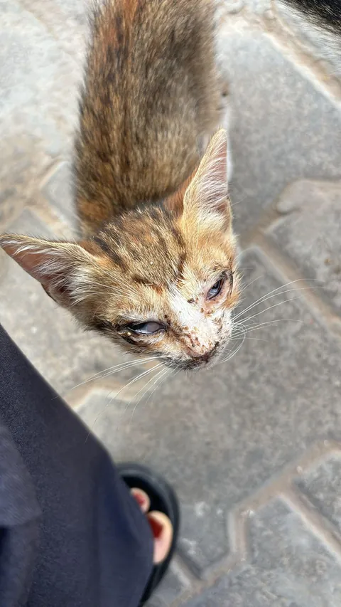 From the streets of Tunisia to the Alps, these two little rescued siblings finally found peace
