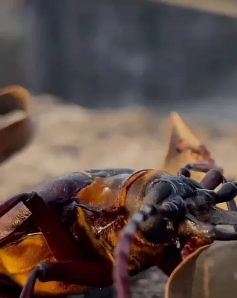 🔥the Titan Beetle - sole species in the genus Titanus, and one of the largest known beetles on Earth