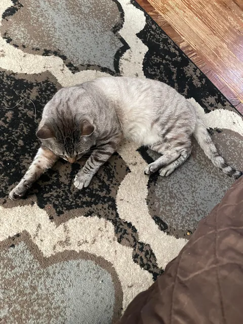 My house came with a cat