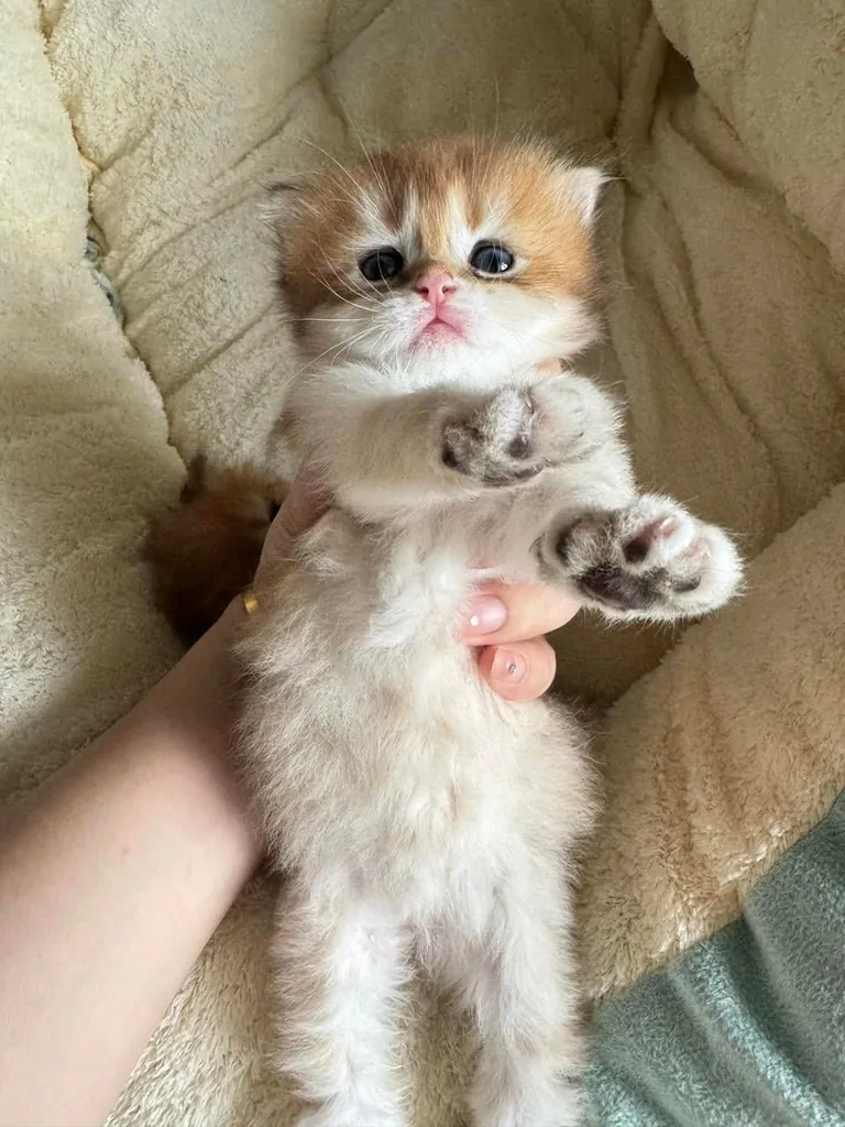 I just woke up. please tell me I’m still adorable