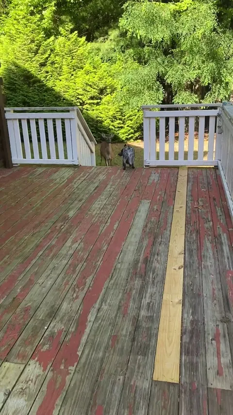 My dog and a deer playing chase. Second day in a row.