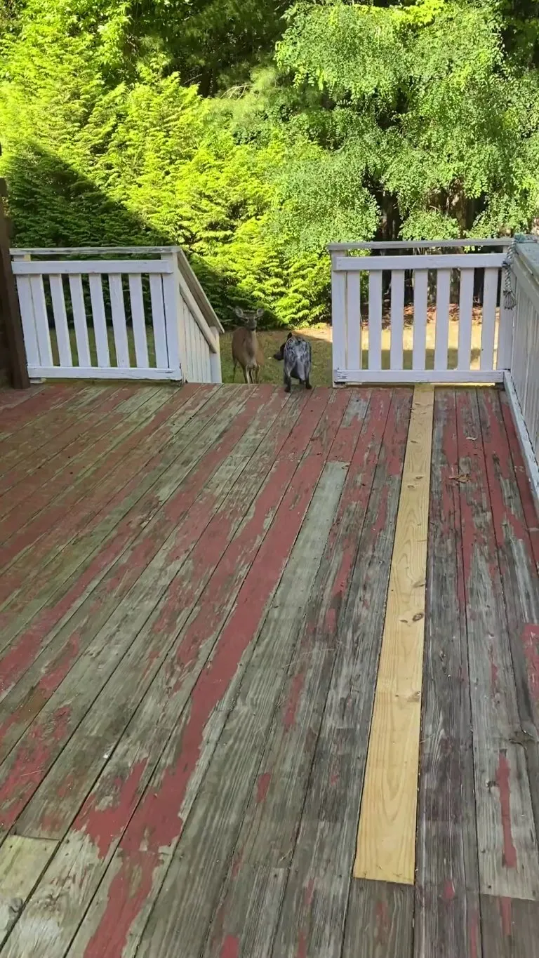 My dog and a deer playing chase. Second day in a row.