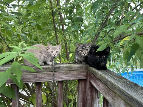 These three showed up on our rural back porch and have been hanging around for about a week now. What can I do?