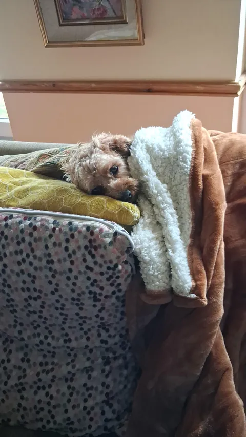 Smol Floof will not leave electric blanket safe area.