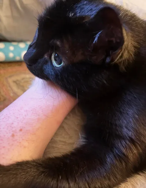 Sonya’s second adoptaversery