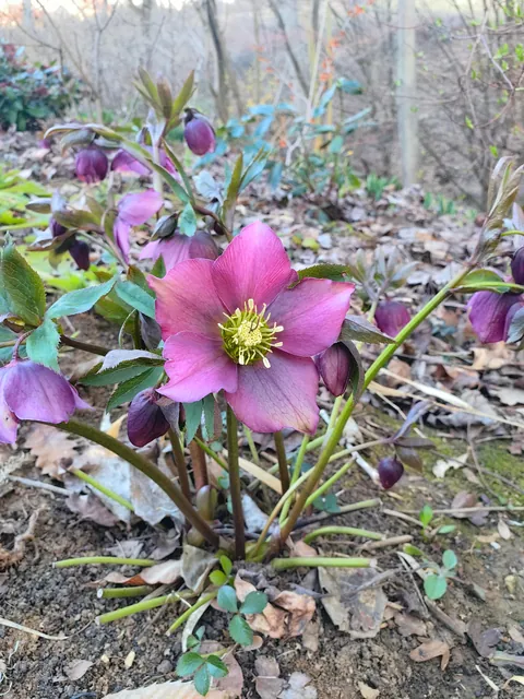 Hellebore 🌿🌸