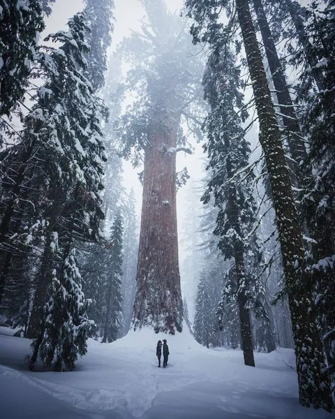🔥 Standing amongst the giants of Sequoia National Park 🔥