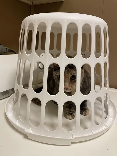 Phoebe was placed in stupid baby jail