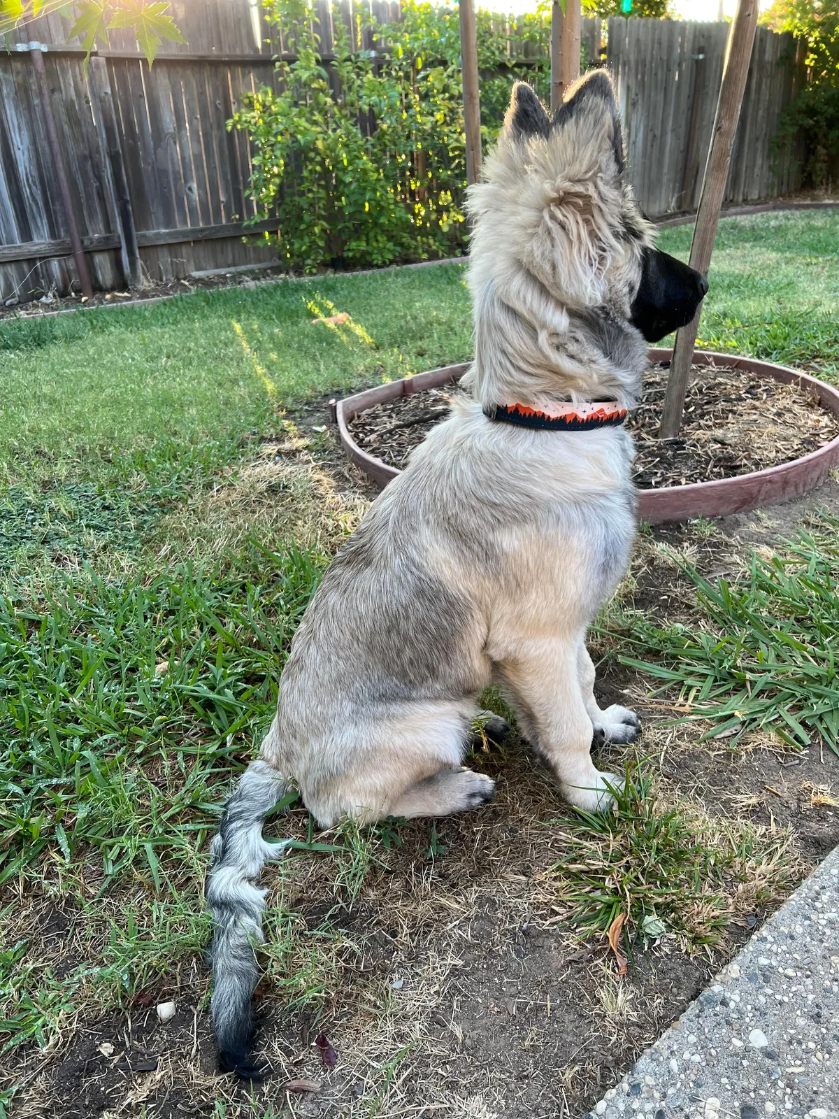 As requested heres a slew of photos of my found stray Kai Guy 😜(not sure breed mix?)