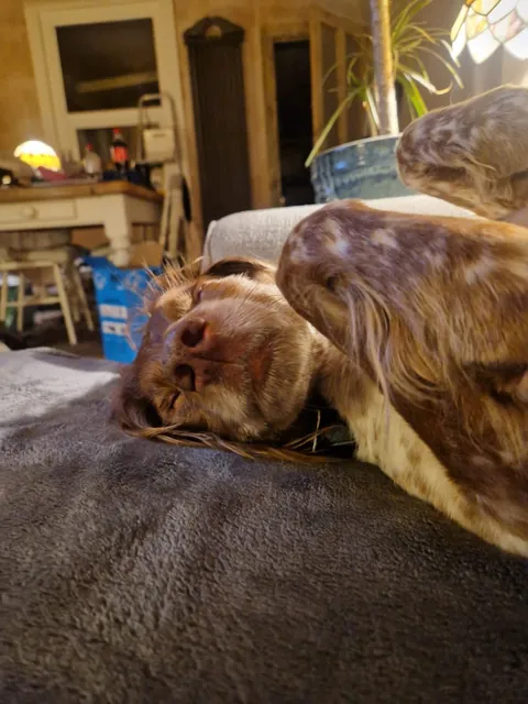 Benji is the gooddest pupperino