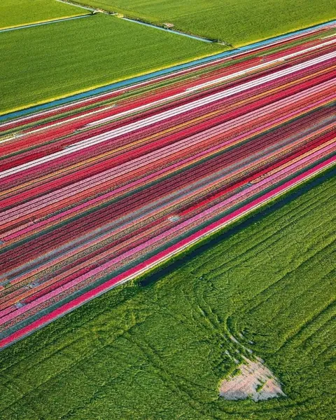 A glimpse of what Tulip season in the Netherlands look like