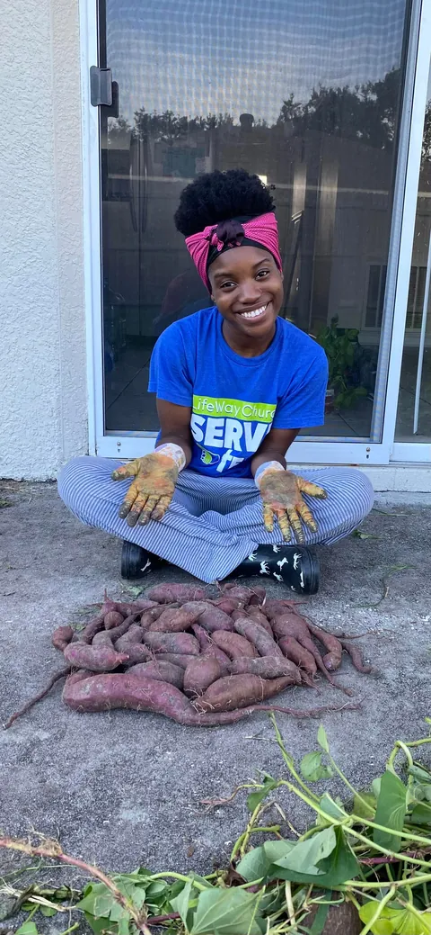 Purple Sweet Potato Harvest!