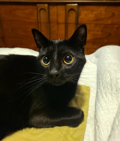 My first time fostering and I failed. Who was I kidding? The minute I saw those eyes, I knew I had no choice but to adopt him.