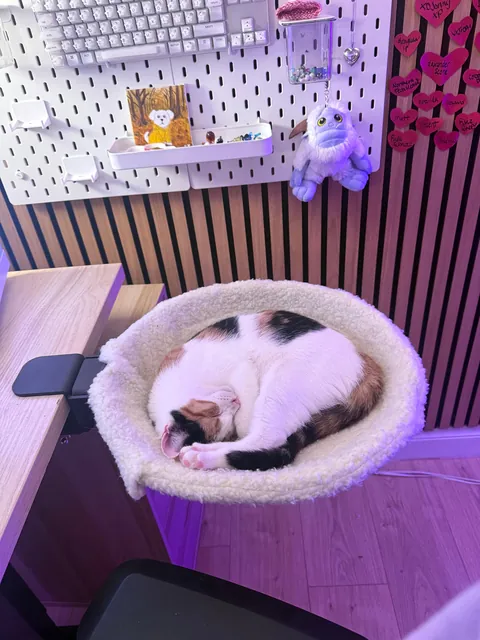 Why does she sleep near me but never on me, and yet never leaves my side like a shadow?