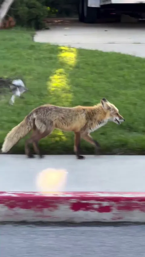 When you go out for food… and it follows you home.