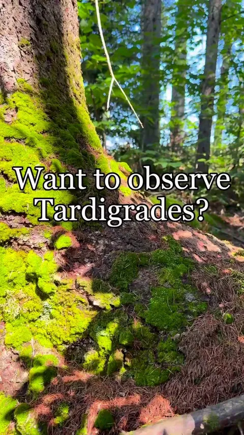 Tardigrades Up Close: Microscopic Life Revealed