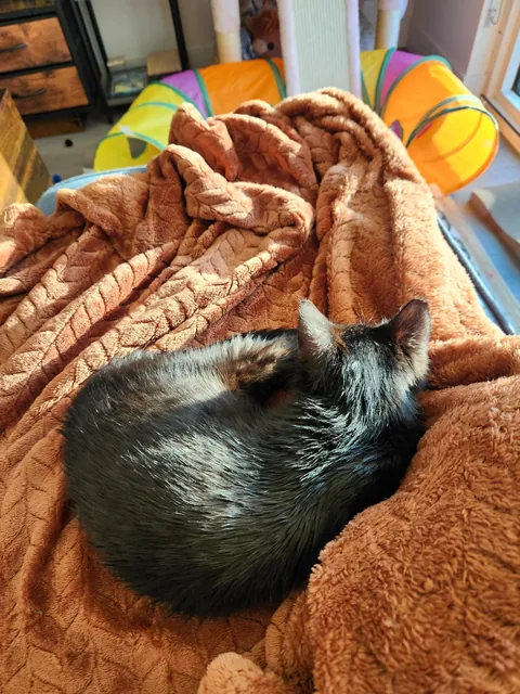 Anyone else have a cuddle bug?