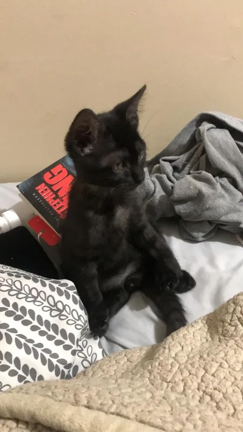 Juju - white cat disguised as a void??