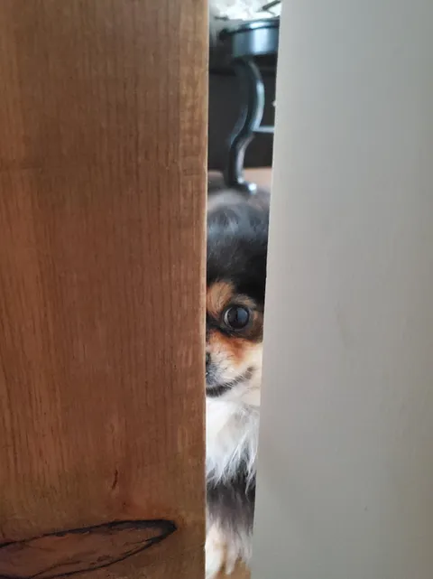 My massage therapist has a helper who never can wait to meet you but isn't allowed into the room.