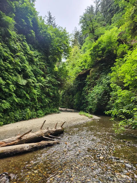 Fern Canyon, California [3000x4000] [OC]