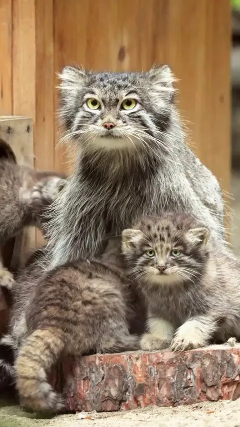 Cute cat family