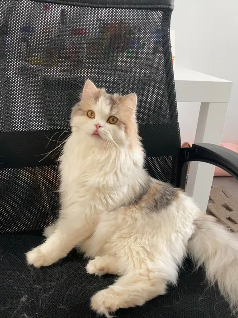 My cat being the diva that she is