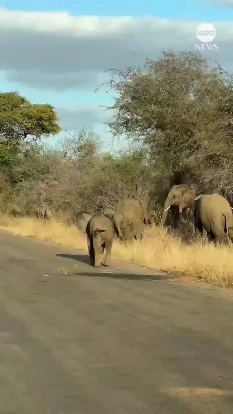 Baby elephant charges tourists
