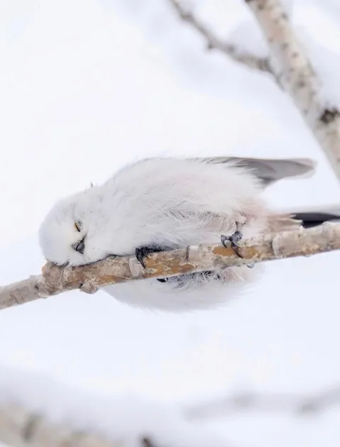 🔥Is the Long-Tailed Tit the Cutest Bird There Ever Was?