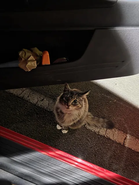 My favourite colleague who pesters me for treats on my night shifts