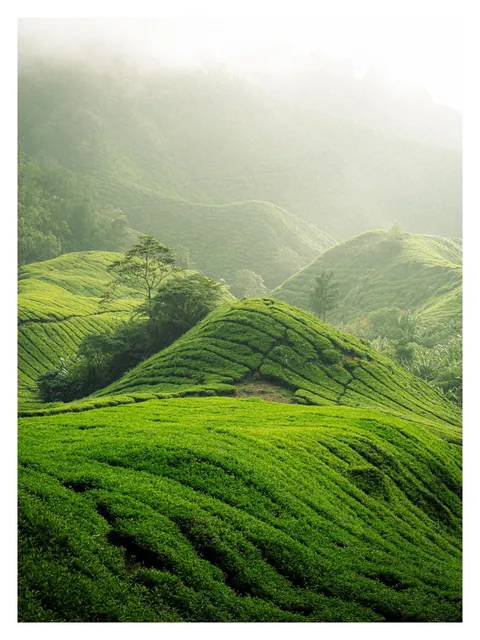 Hiking through Cameron Highlands in Malaysia with local stray dogs.
