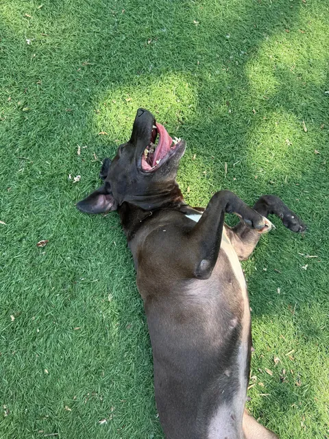 The update everyone’s been waiting for: We met Waffles 🧇 &amp; she was adorable.