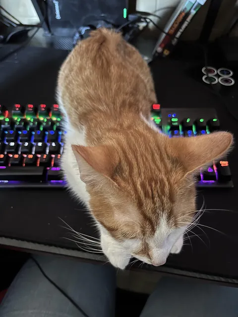 How do you keep your cat away from the keyboard? 🫠