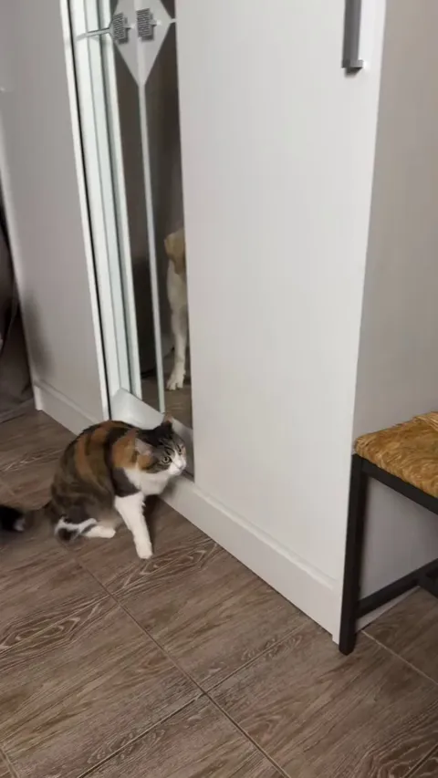 Dog wasn't having it