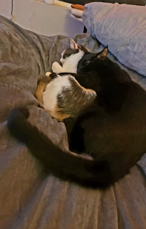 Harper on the day we adopted her vs. 3 months later