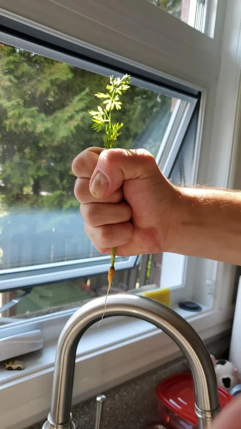 My prize winning carrot from this year’s harvest 