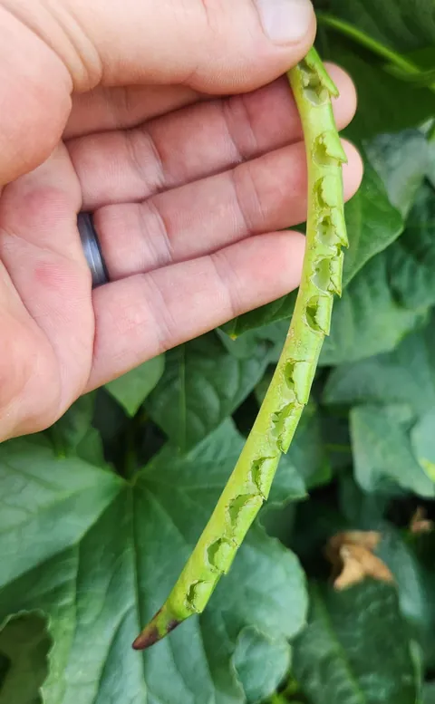 What's eating my black eye peas?