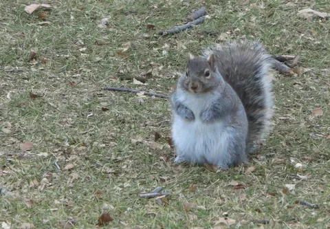 Since we're doing Squirrels, this is Chip the Squirrel who lives on Bate Island in Ottawa