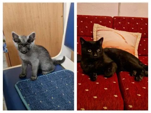 My little monkey grey cat vs now